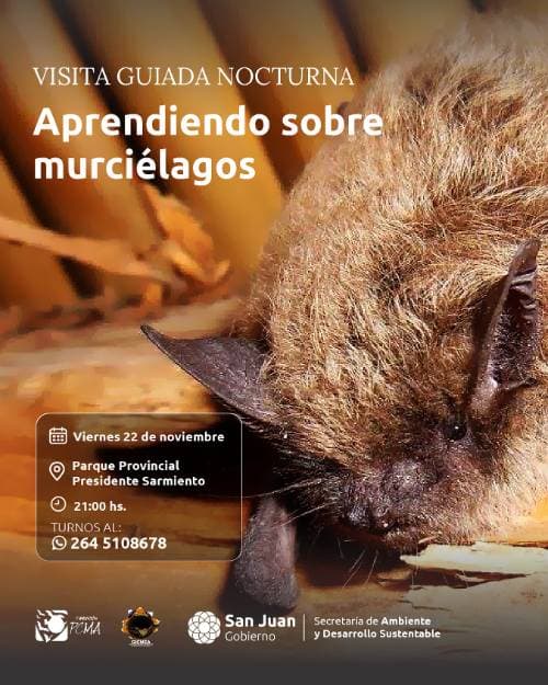 Aprendiendo Sobre los Murcielagos