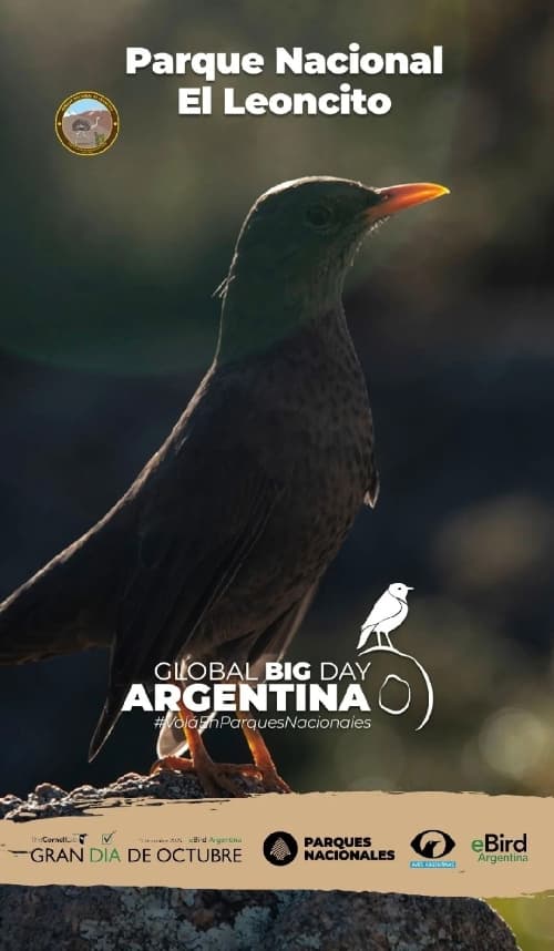 Global Big Day Argentina
